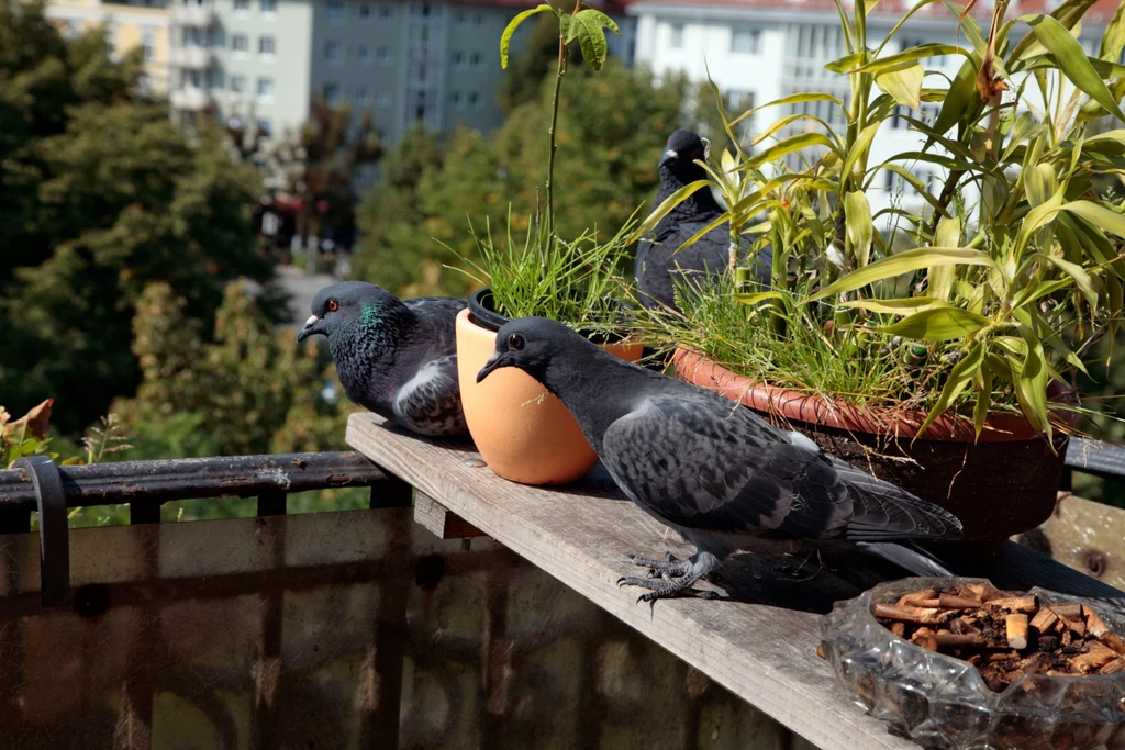 Gołębie lubią wykorzystywać balkony i inne części budynków do budowania gniazd. Jeśli są w nich jaja lub pisklęta - nie wolno ich przenosić