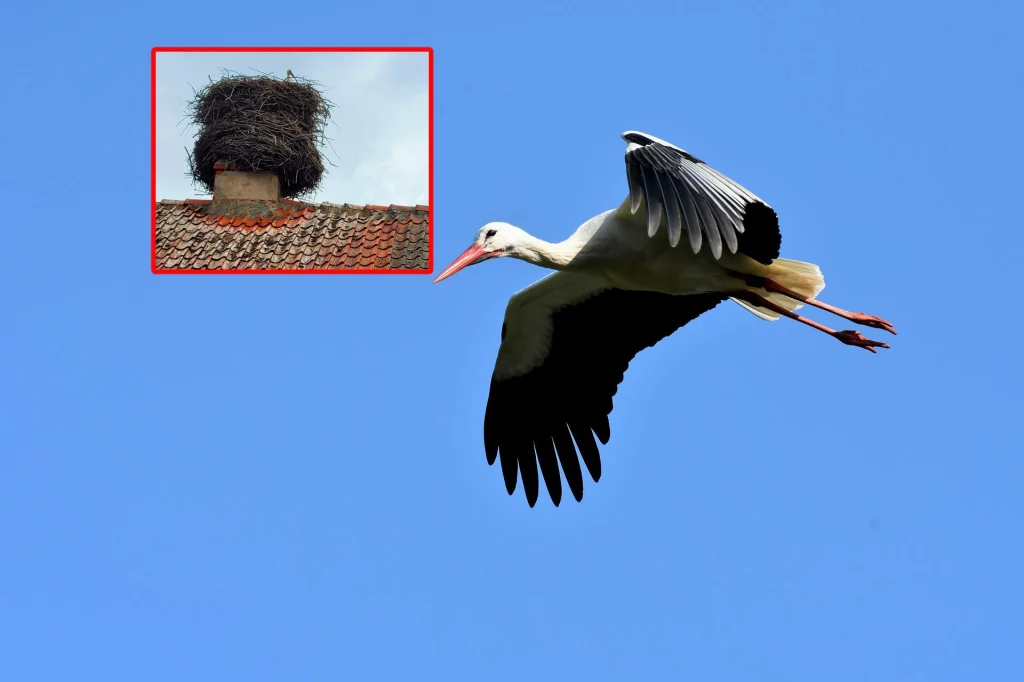 Warmińsko-mazurskie. Bociani wieżowiec powalczy o nagrodę Warmińsko-mazurskie. Bociani wieżowiec powalczy o nagrodę