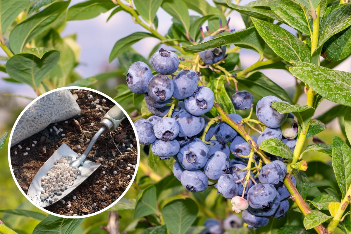 W uprawie borówki nie możesz zapomnieć o nawożeniu