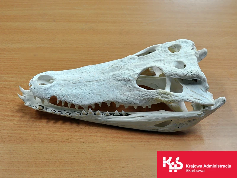 Funkcjonariusze KAS zatrzymali przemyt czaszki krokodyla. Przesyłka trafiła do Polski z Chin