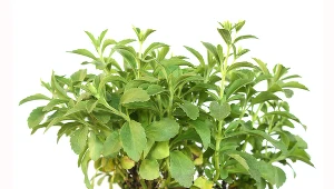 Dzięki tej roślinie zaoszczędzisz na cukrze. Z herbatą smakuje jak marzenie