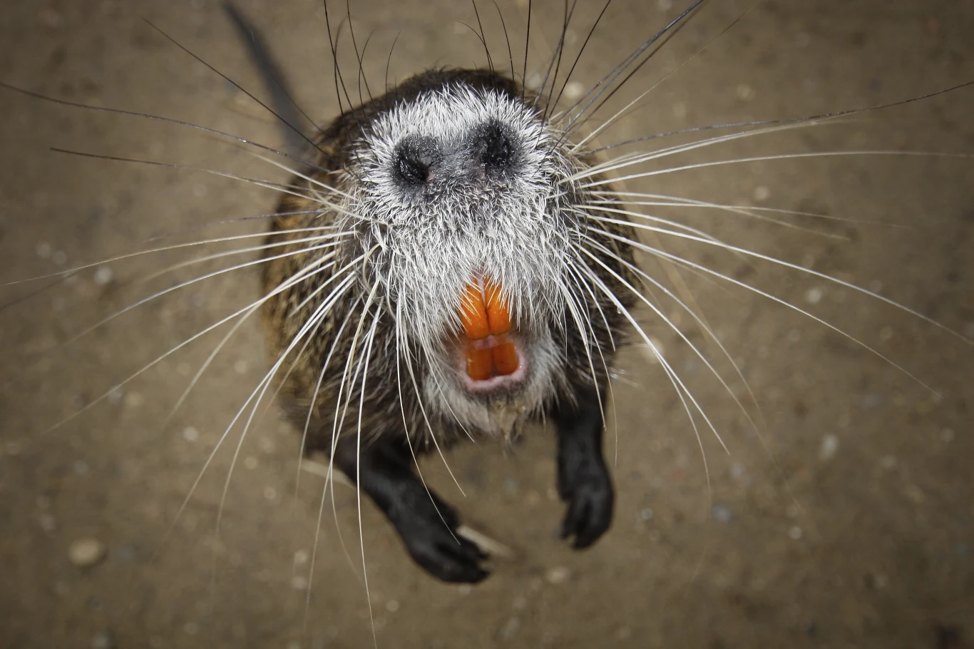 Jaskrawo pomarańczowe siekacze to znak rozpoznawczy nutrii. Zwierzęta te nazywane są czasem szczurobobrami