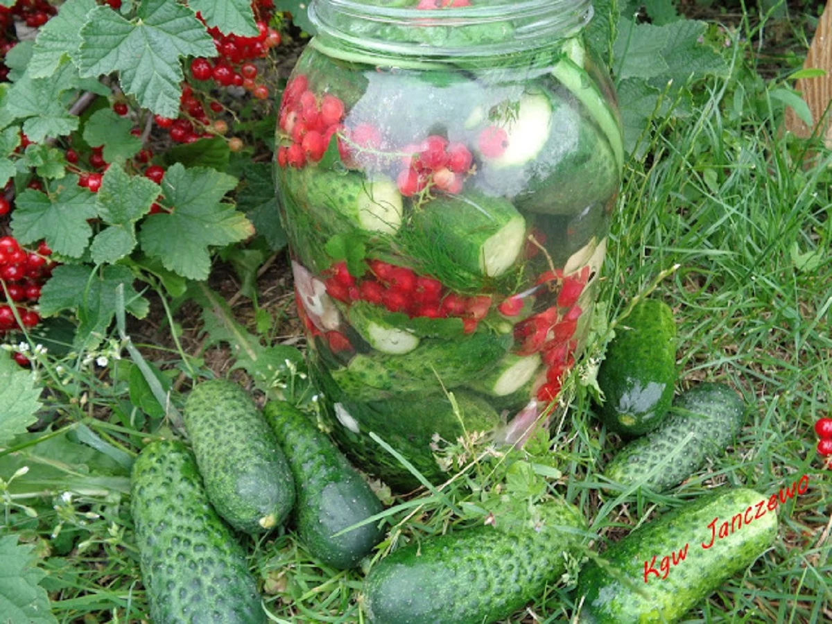 Ogórki małosolne z czerwoną porzeczką. Proste w przygotowaniu i wyjątkowe w smaku (fot. KGW Janczewo)