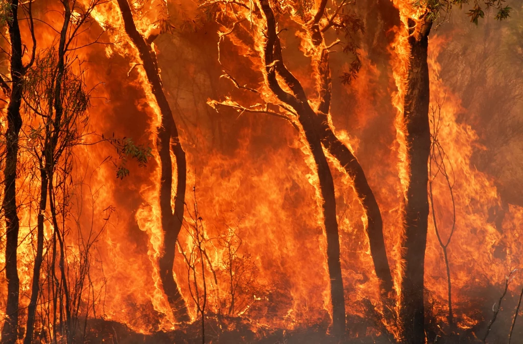 W Rosji spłonął teren o pow. 22 mln ha