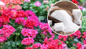 Cukier do pelargonii: Internautka zdradza sekret bujnych kwiatów