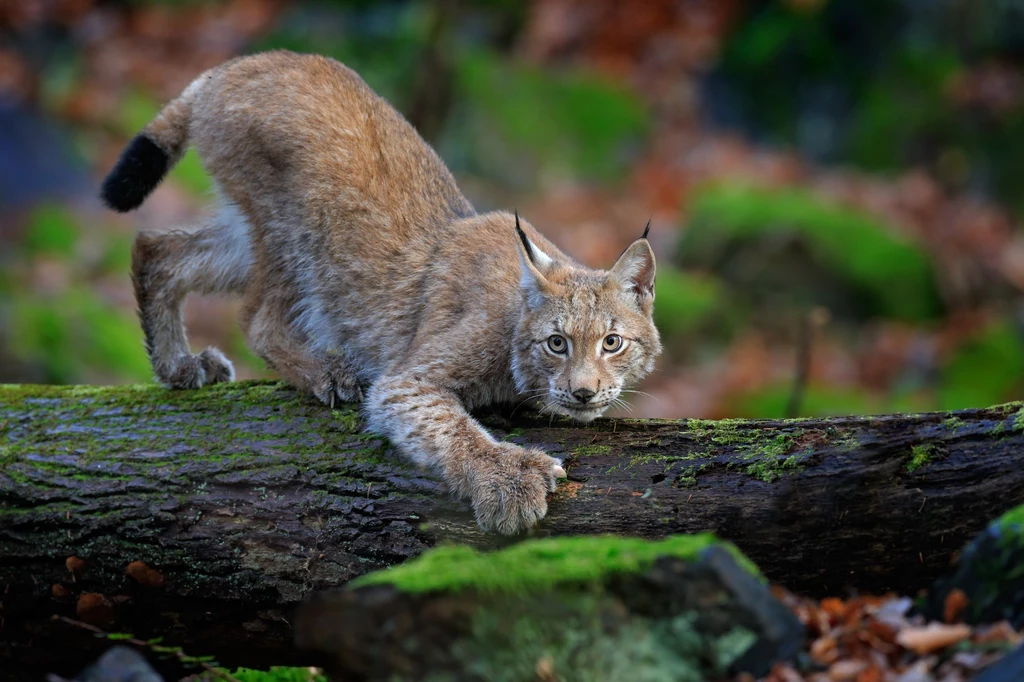 W Szkocji nieznana osoba wypuszcza na wolność rysie