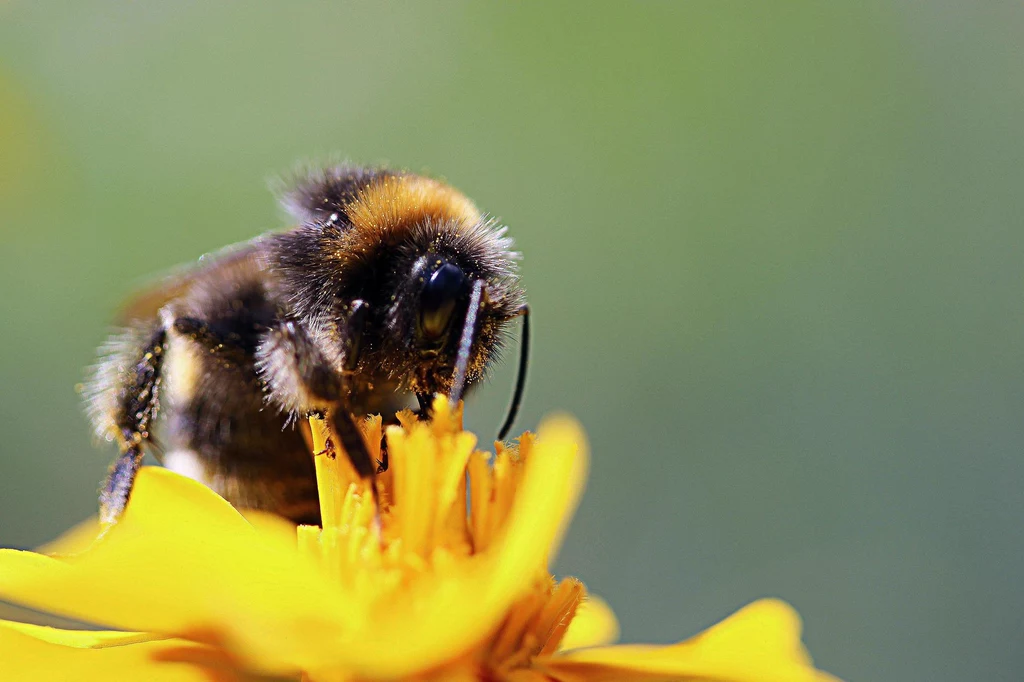 Naukowcy postanowili sprawdzić, jak pszczoły reagują na ból i czy w ogóle go odczuwają. Wyniki są zaskakujące 