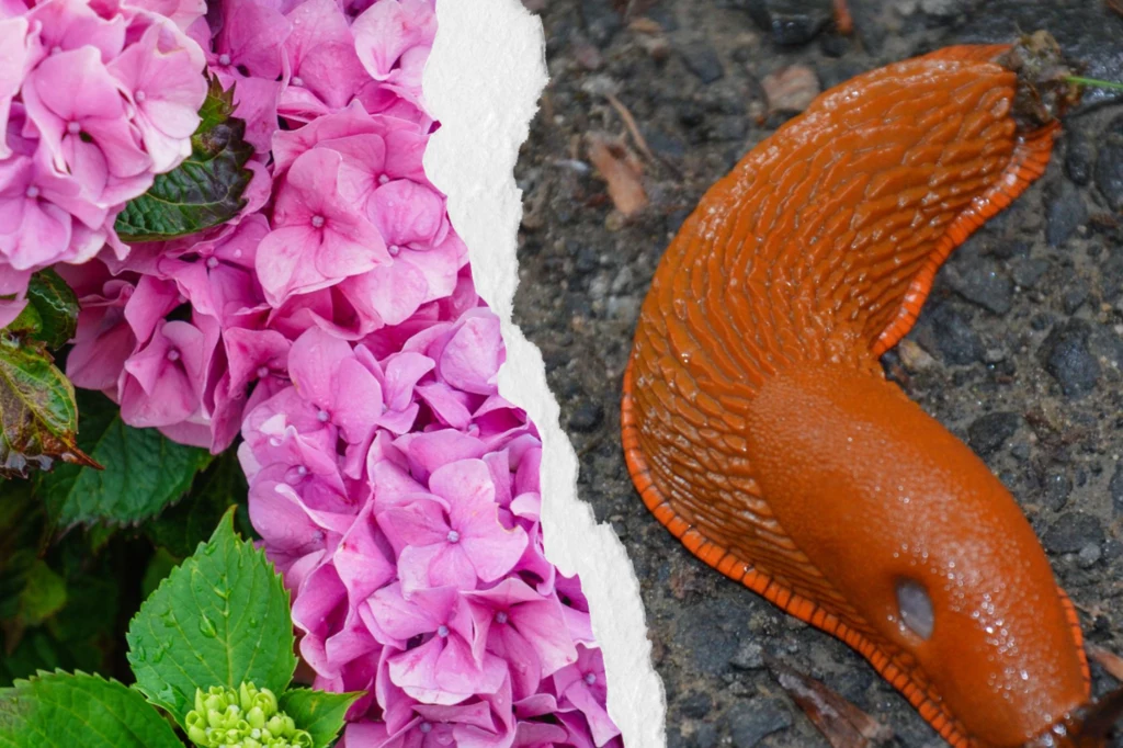 Jak pozbyć się ślimaków z ogrodu i ochronić przed nimi hortensje?