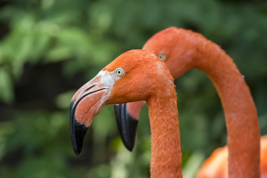 Inwazja szczurów sprawiła, że flamingi musiały wynieść się z wysp Galapagos. Po latach starań ekologów ptaki nareszcie zaczynają wracać do swoich naturalnych siedlisk
