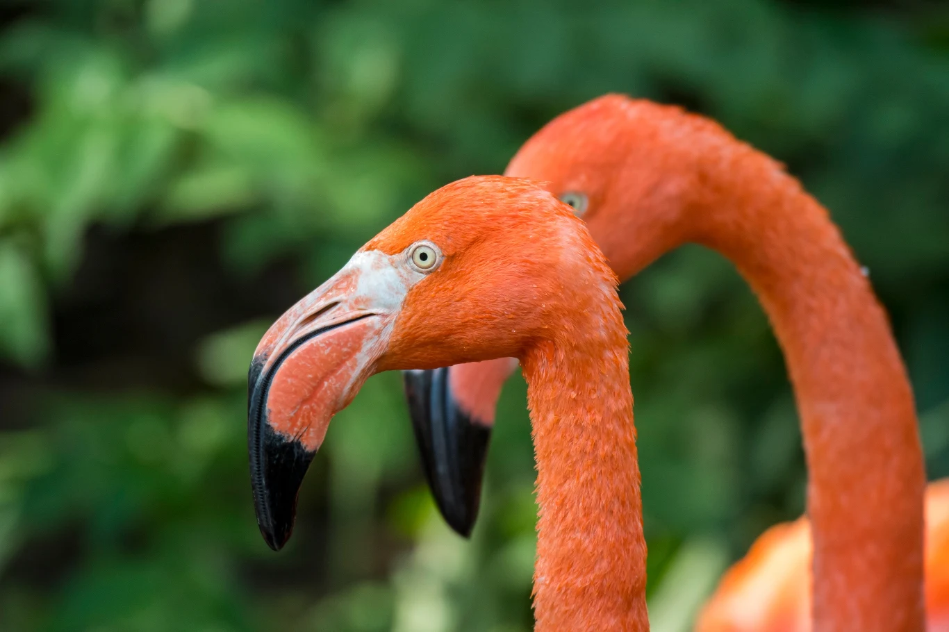 Inwazja szczurów sprawiła, że flamingi musiały wynieść się z wysp Galapagos. Po latach starań ekologów ptaki nareszcie zaczynają wracać do swoich naturalnych siedlisk Inwazja szczurów sprawiła, że flamingi musiały wynieść się z wysp Galapagos. Po latach starań ekologów ptaki nareszcie zaczynają wracać do swoich naturalnych siedlisk