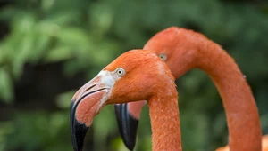 Wielki powrót flamingów na Galapagos. Przegoniła je inwazja szczurów