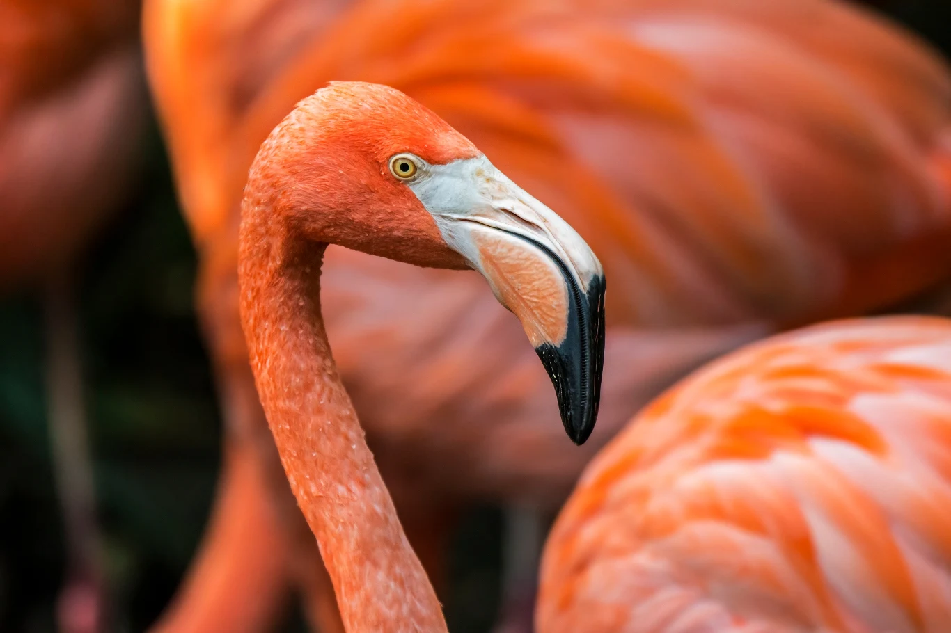 Flamingi słyną ze swoich jaskrawych, pomarańczowo-różowych barw. Na Galapagos siedliska dzielą z kaczkami i ziębami Flamingi słyną ze swoich jaskrawych, pomarańczowo-różowych barw. Na Galapagos siedliska dzielą z kaczkami i ziębami