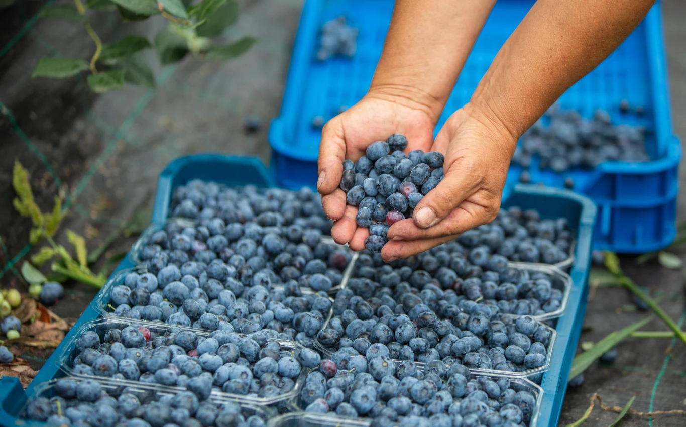Podlewanie borówki amerykańskiej jest kluczowe, by bujnie rosła i owocowała. 