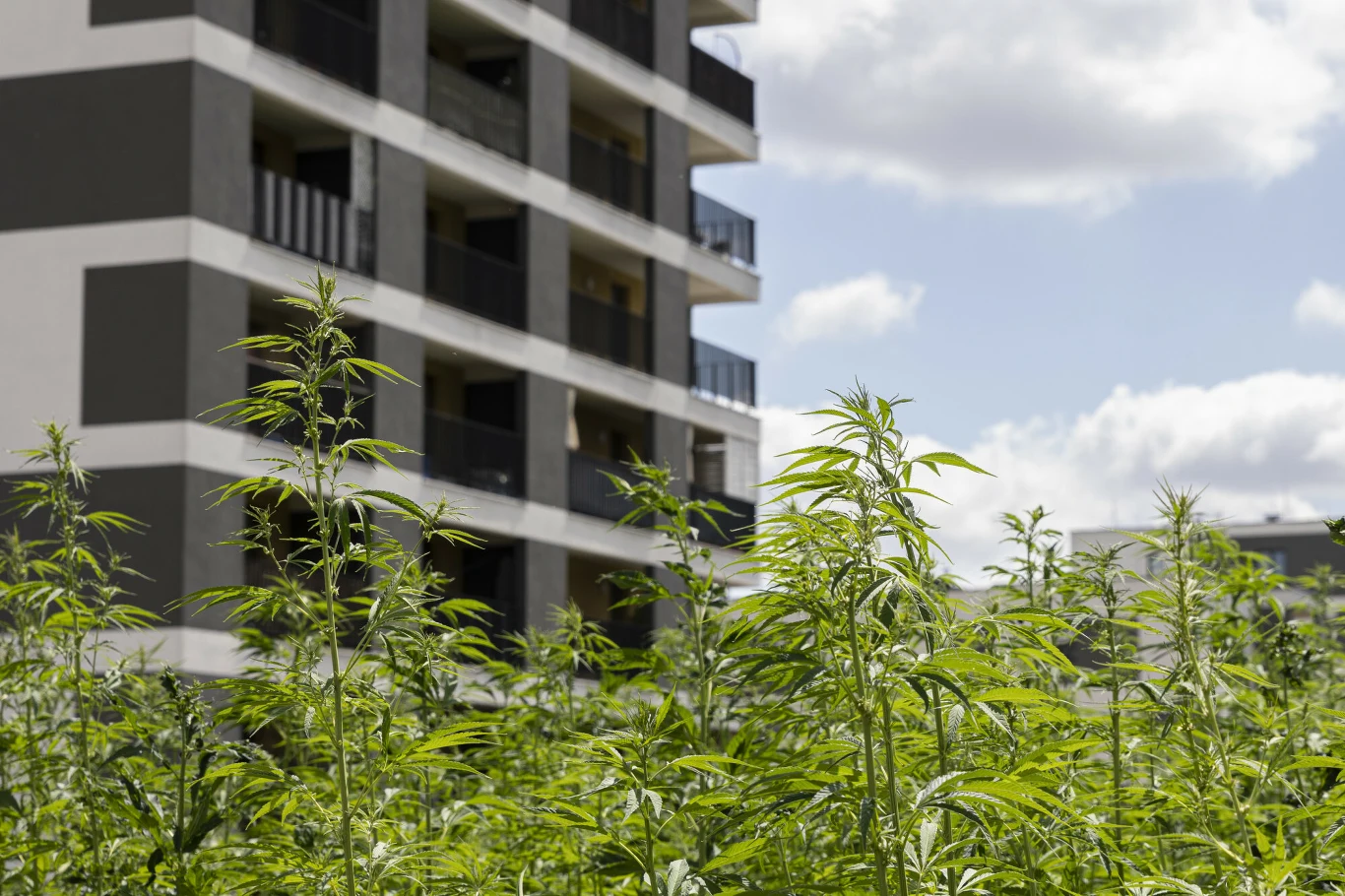 Pole konopi siewnej w Lublinie Pole konopi siewnej w Lublinie