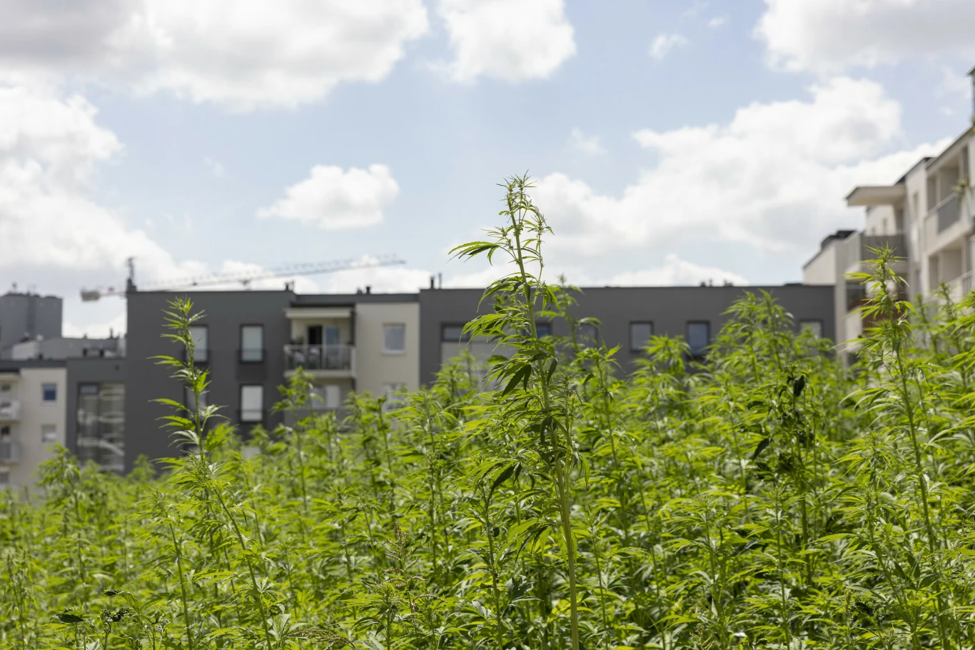 Z konopi siewnych uzyskuje się olej CBD Z konopi siewnych uzyskuje się olej CBD