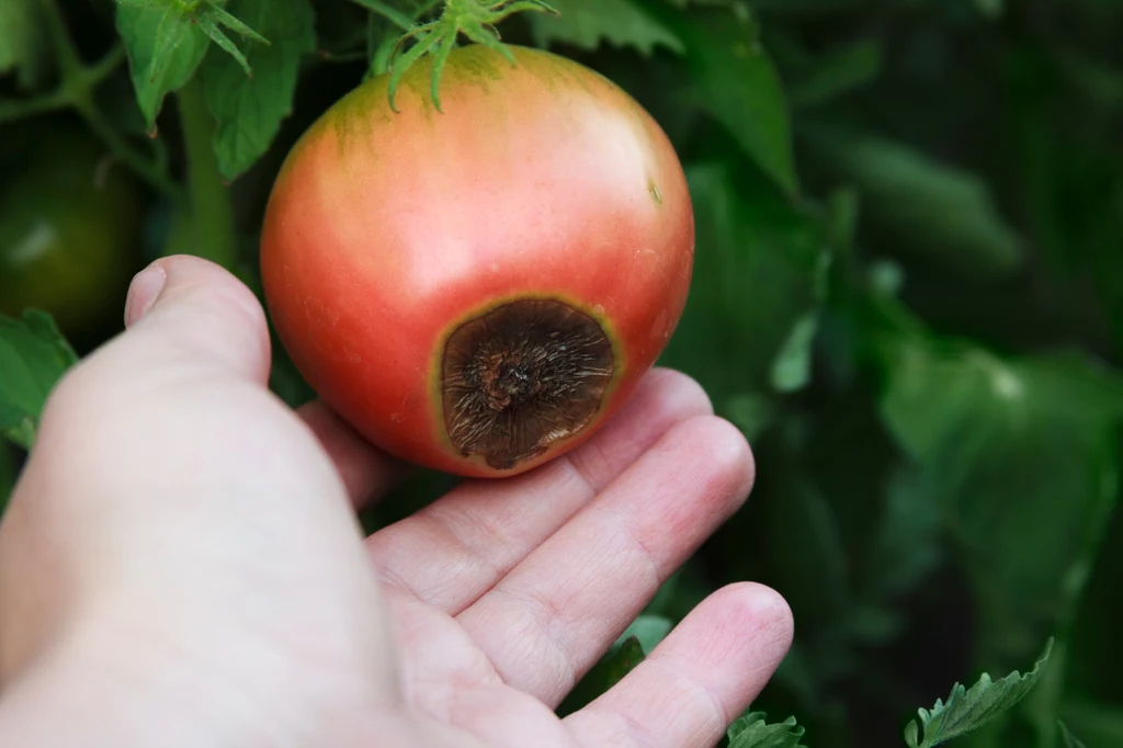 Sucha zgnilizna wierzchołkowa pomidorów jest chorobą o podłożu fizjologicznym, przez co nie jest zaraźliwa względem innych owoców w ogrodzie