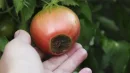 Sucha zgnilizna wierzchołkowa pomidorów czy zaraza ziemniaczana?