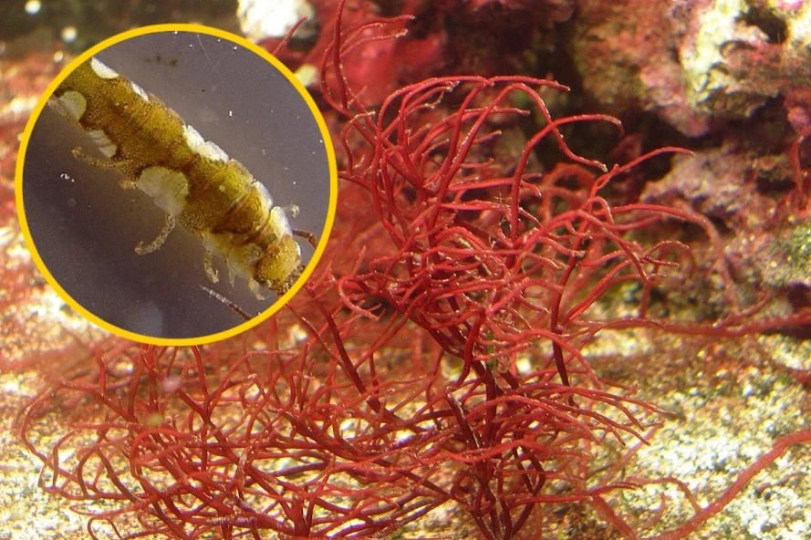 "Zapylanie" mogło pojawić się wcześniej niż myśleliśmy "Zapylanie" mogło pojawić się wcześniej niż myśleliśmy