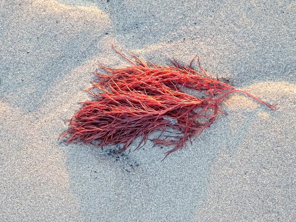 Gracilaria wyrzucona na plażę