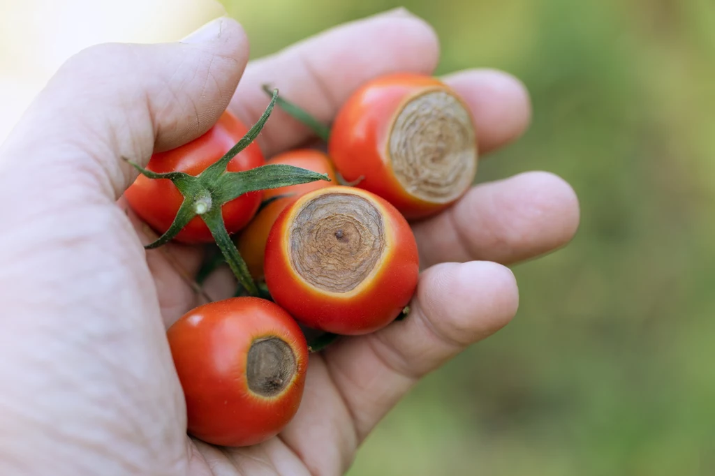 Sucha zgnilizna wierzchołkowa pomidorów jest widoczna gołym okiem i mocno wpływa na rozwój owoców