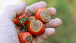Widzisz ciemne plamy na pomidorach? Szybko leć do apteki i podlej je tym produktem