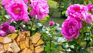 Kiedy sadzić róże i jak o nie dbać? Zakop to pod krzewem, a będziesz cieszyć się pięknymi kwiatami