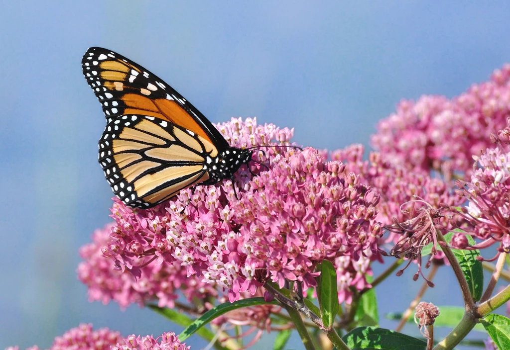 Motyl Monarch właśnie trafił na listę gatunków zagrożonych wyginięciem 