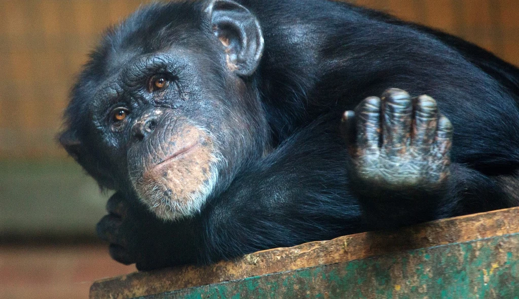 Szympansy dzięki komunikacji zwiększają skuteczność polować
