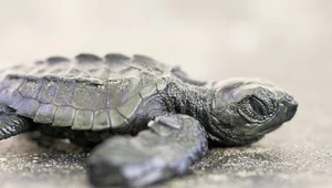 Żołądek małego żółwia wypełniał plastik. Wydalał go przez tydzień