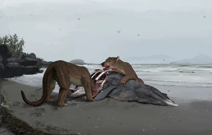 We Francji odkryto szczątki groźnego niedźwiedziopsa. Miał wyjątkowy układ zębów i ważył niebagatelne 200 kilogramów (wizualizacja)