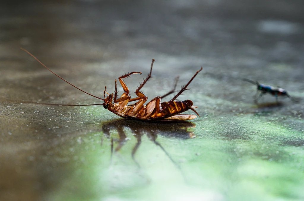 Mimo że w badaniach laboratoryjnych udowodniono, że owady mogą być nosicielami COVID-19, naukowcy nie znaleźli dowodów na przenoszenie koronawirusa przez muchy i karaluchy