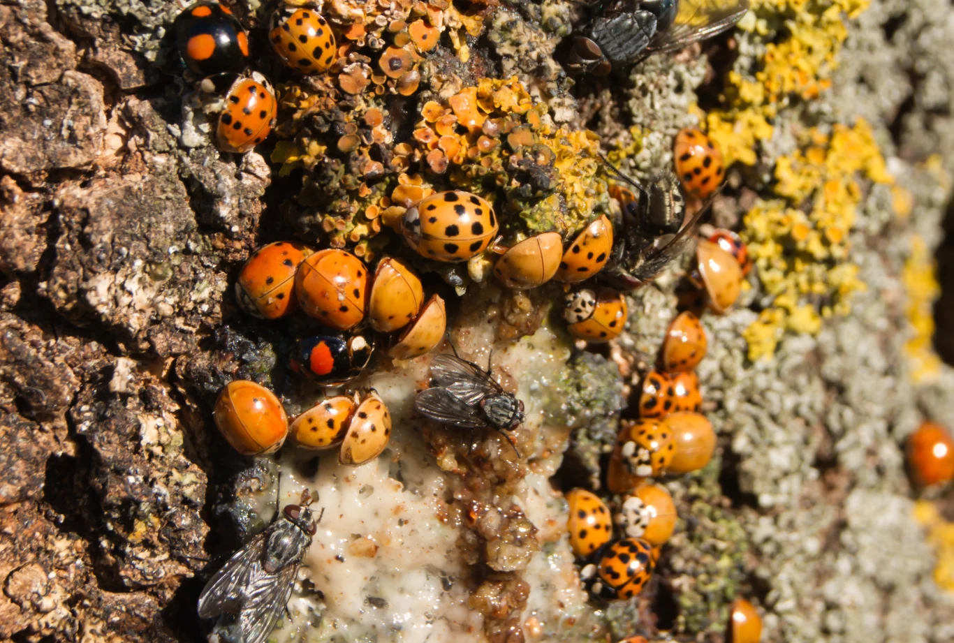 Kontakt z biedronką azjatycką u wrażliwych osób może doprowadzić do poważnej reakcji alergicznej 