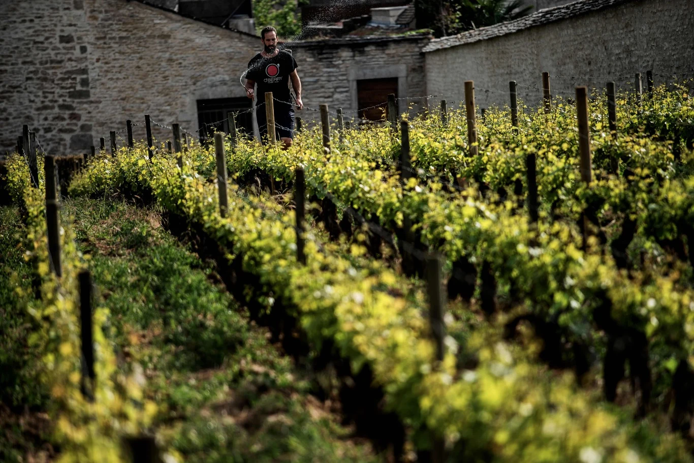Wino w tym roku bedzie bardzo słodkie 