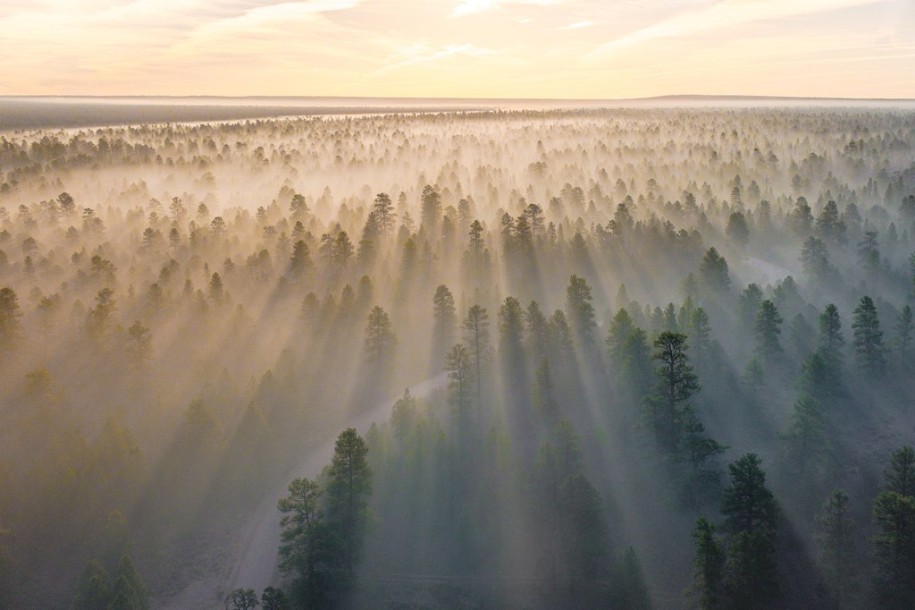 Zespół włoskich badaczy nie pozostawia złudzeń: lasy na całym świecie wysychają. Przyczyną są przede wszystkim zmiany klimatyczne