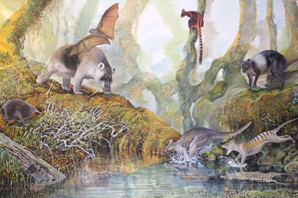 Naukowcy odkryli nowy gatunek kangura, który miliony lat temu zamieszkiwał Papuę Nową Gwineę 
