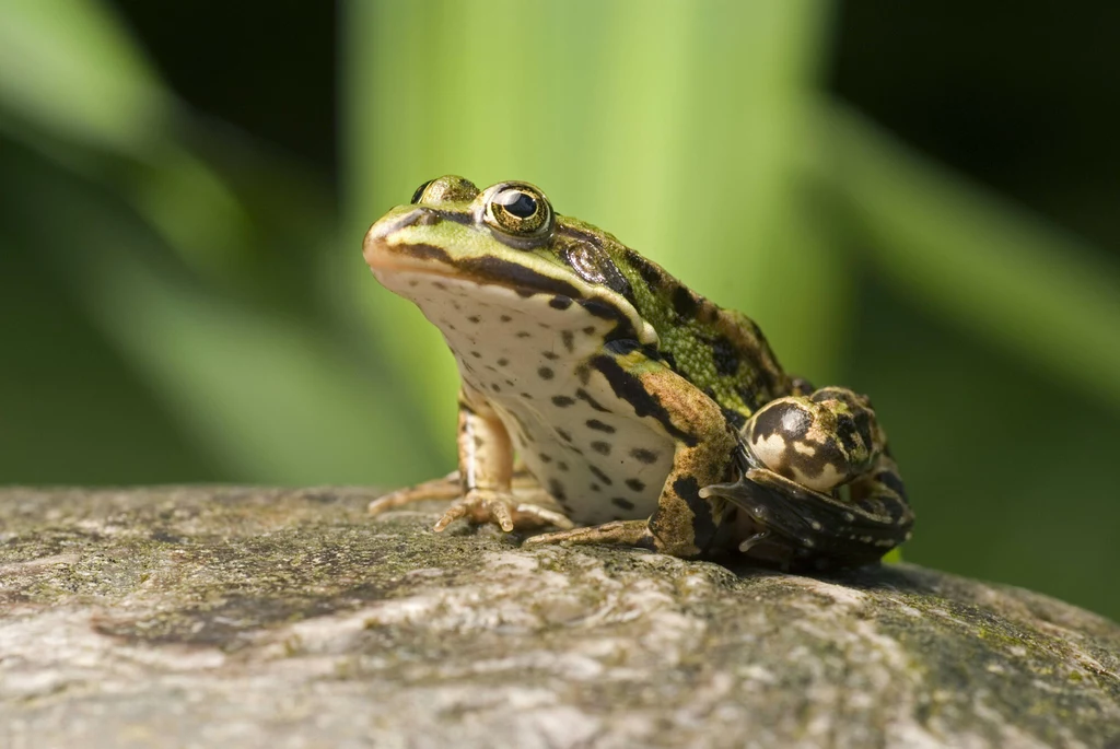 Żaba śmieszka to jeden z gatunków polskich żab