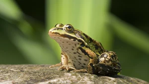 Gdzie mieszka żaba śmieszka?