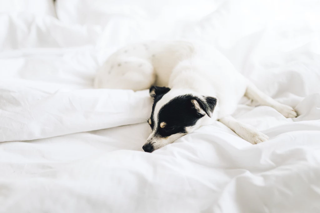 Osoby, którym przeszkadza pies w łóżku i nie chcą z nim spać, mogą zdecydować się na zakup odpowiedniego dla psa legowiska