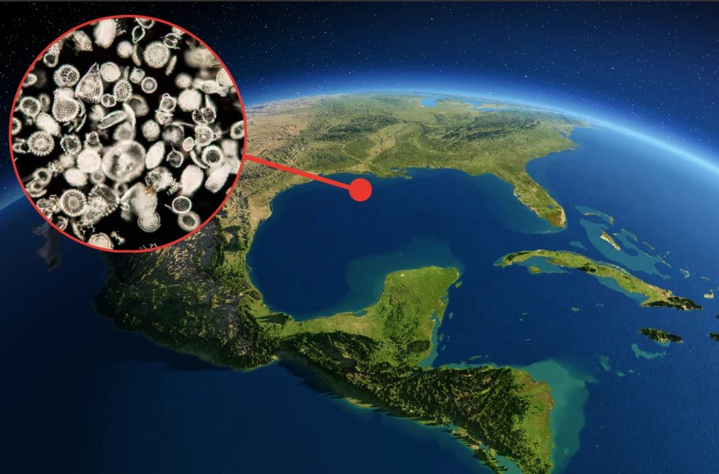 Zatoka Meksykańska oparła się globalnemu ociepleniu 56 milionów lat temu