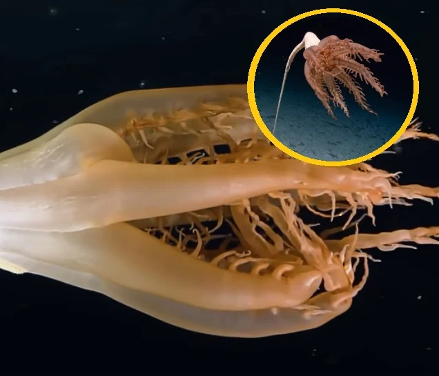 Parzydełkowiec na dnie oceanu przypominał pokojową lampę Parzydełkowiec na dnie oceanu przypominał pokojową lampę