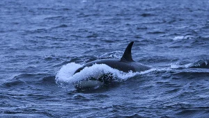 Orki zaatakowały i zatopiły jacht