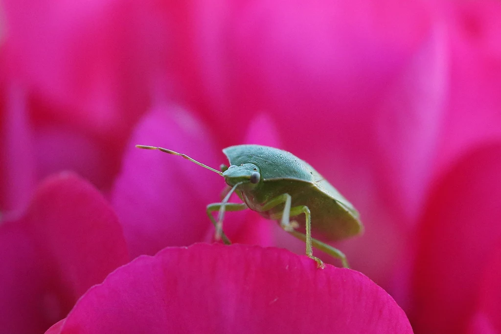 Odorek zieleniak to wyjątkowy owad nie tylko ze względu na swoją nazwę. Oprócz zdolności wydzielania nieprzyjemnego zapachu ma też szereg innych nietypowych umiejętności