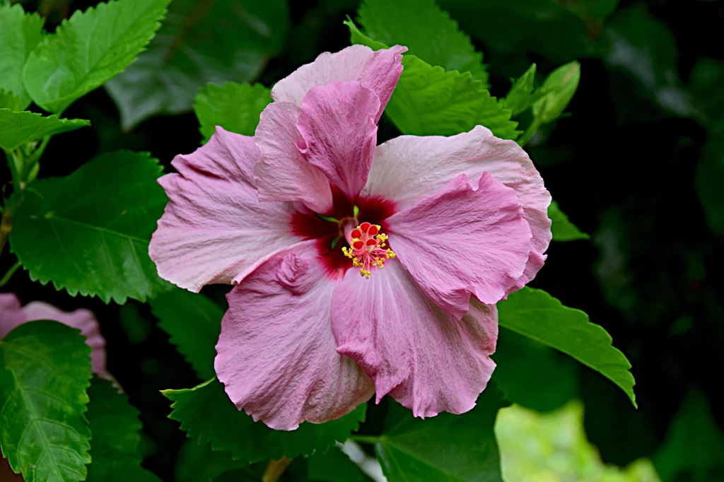 Hibiskus to kwiat, który barwi na mocny fiolet