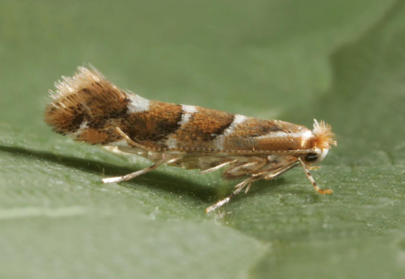 Szrotówek kasztanowcowiaczek to na pierwszy rzut oka naprawdę urokliwy motyl o wyjątkowej nazwie. Przyczynia się on jednak do znacznych uszkodzeń drzew.