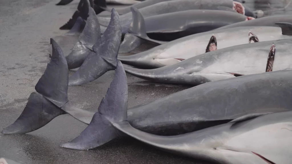 Mimo zaostrzenia przepisów na Wyspach Owczych doszło do kolejnej masakry delfinów. Tym razem zabito niemal 100 osobników 
