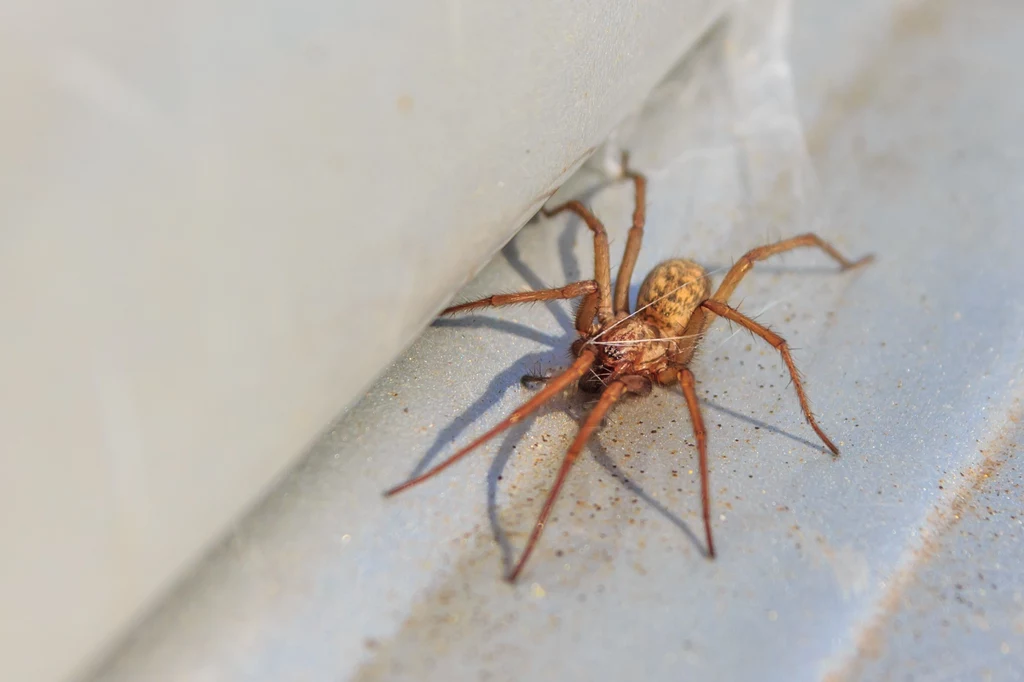 Poznaj proste triki na pozbycie się pająków z domu