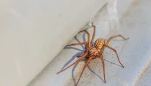 Jak skutecznie pozbyć się pająków z domu? Wypróbuj te sposoby