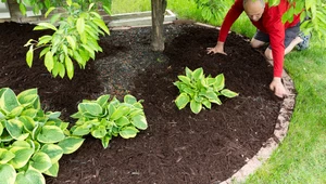 Jak oddzielić trawnik od rabaty? Pięć patentów na każdą kieszeń