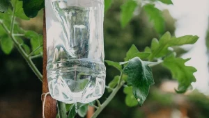 "Kroplówka" z butelki? To tanie i proste rozwiązanie na podlewanie roślin w czasie urlopu