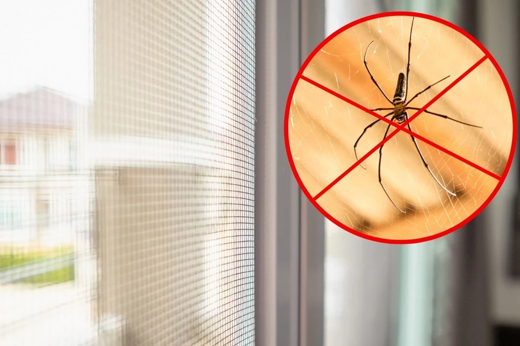 Moskitiera to nie tylko bariera nie do przejścia dla pająków, ale też owadów i mrówek